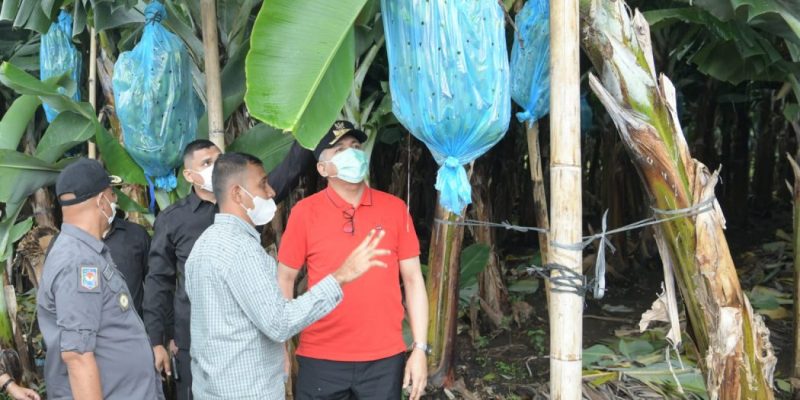 Gubernur Aceh, Ir. H. Nova Iriansyah, MT meninjau lokasi pembibitan pisang cavendis, di Kecamatan Pintu Rime Gayo, Bener Meriah, Sabtu (12/2/2022).