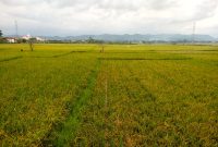 Belasan hektare sawah warga Gampong Dayah Timu, Kecamatan Meureudu, mengalami puso pada musim tanam Gadu. / Foto : Rizhauudin