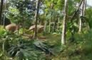 Screenshot Vidoe Kawanana Gajah di Gampong Beungga, Kecamatan Tangse, Pidie, Selasa, 26 Mei 2026.