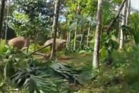 Screenshot Vidoe Kawanana Gajah di Gampong Beungga, Kecamatan Tangse, Pidie, Selasa, 26 Mei 2026.