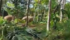 Screenshot Vidoe Kawanana Gajah di Gampong Beungga, Kecamatan Tangse, Pidie, Selasa, 26 Mei 2026.