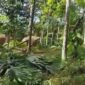Screenshot Vidoe Kawanana Gajah di Gampong Beungga, Kecamatan Tangse, Pidie, Selasa, 26 Mei 2026.