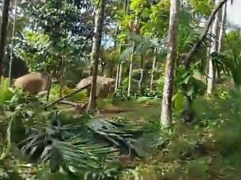 Screenshot Vidoe Kawanana Gajah di Gampong Beungga, Kecamatan Tangse, Pidie, Selasa, 26 Mei 2026.