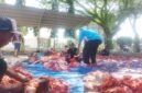Pegawai Kantor Kementerian Agama (Kankemenag) Pidie Jaya sedang menyiapkan pembagian daging qurban, Kamis, 28 Mei 2026. Foto : Ist