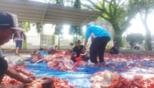 Pegawai Kantor Kementerian Agama (Kankemenag) Pidie Jaya sedang menyiapkan pembagian daging qurban, Kamis, 28 Mei 2026. Foto : Ist