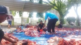 Pegawai Kantor Kementerian Agama (Kankemenag) Pidie Jaya sedang menyiapkan pembagian daging qurban, Kamis, 28 Mei 2026. Foto : Ist