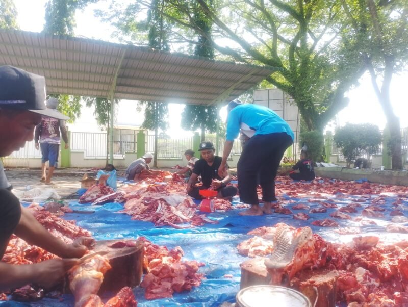 Pegawai Kantor Kementerian Agama (Kankemenag) Pidie Jaya sedang menyiapkan pembagian daging qurban, Kamis, 28 Mei 2026. Foto : Ist