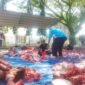 Pegawai Kantor Kementerian Agama (Kankemenag) Pidie Jaya sedang menyiapkan pembagian daging qurban, Kamis, 28 Mei 2026. Foto : Ist